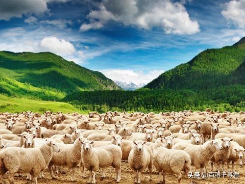 企鹅是哺乳动物吗，企鹅是哺乳动物吗?怎么喂奶（这里生活着全球最多的食肉哺乳动物）