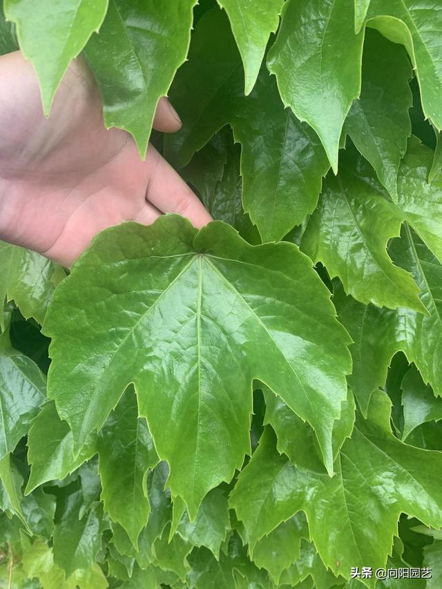 爬山虎的生长变化资料详细，枝条茂密容易躲长虫