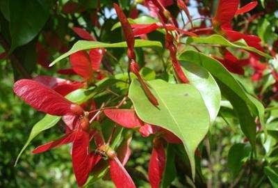 如何种植糖槭树，糖槭树怎么移栽（福建省龙岩市红翅槭引种与栽培技术）