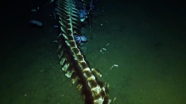 “鲸落是鲸鱼留给大海，最后的温柔。”，鲸落是鲸鱼留给大海最后的温柔下一句（为什么说鲸落是鲸鱼最后的温柔图片）