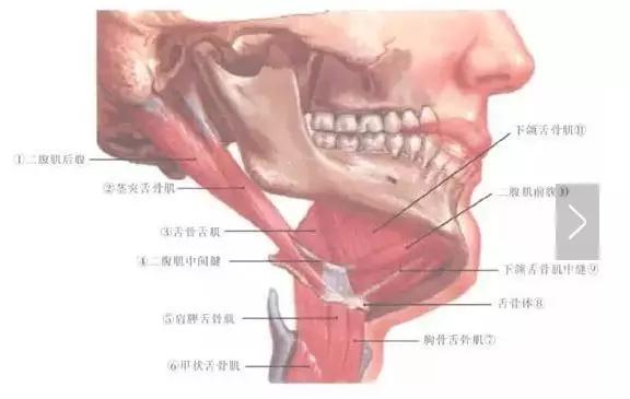 人有几根肋骨，人有几根肋骨女（人类骨骼的冷知识）