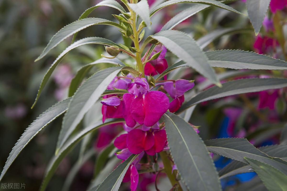 指甲花叶可以吃吗(指甲花有什么功效)-米亚号