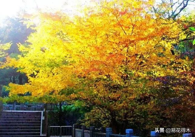 金缕梅，国家一级濒危珍稀植物（金缕梅对皮肤的作用）
