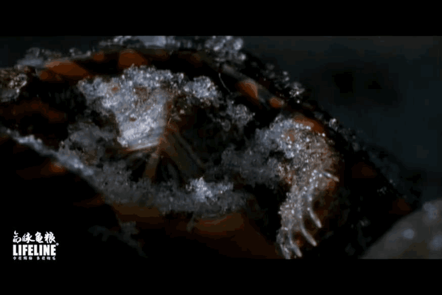 东锦龟怎样饲养，东锦龟的养殖（龟界传说级别的抗冻神仙）