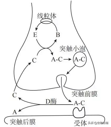 胞吐是主动运输吗，胞吞和主动运输的区别（胞吞胞吐属不属于跨膜运输）