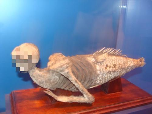 鸭嘴兽简介，鸭嘴兽简介表格式（来自远古的“三不像”）