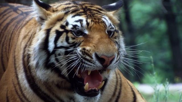 彪真实存在吗，彪到底是什么（东北人常说“你是不是彪”）