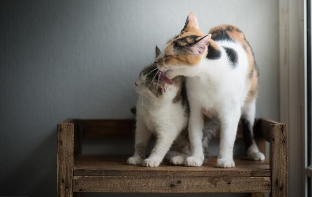 猫咪嗓子哑了怎么回事，猫咪嗓子哑了怎么办（猫妈妈苦找18小时）