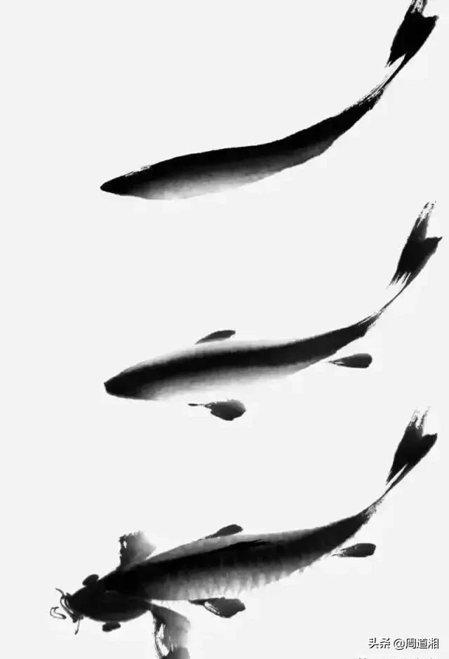 金鱼画法步骤图解,国画写意鲤鱼、金鱼的画法 金鱼画法步骤图解,国画写意鲤鱼、金鱼的画法