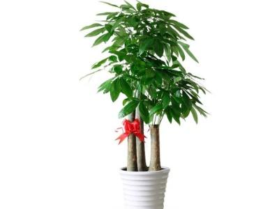 发财树喜欢阳光吗，发财树放客厅大忌（养发财树注意事项）