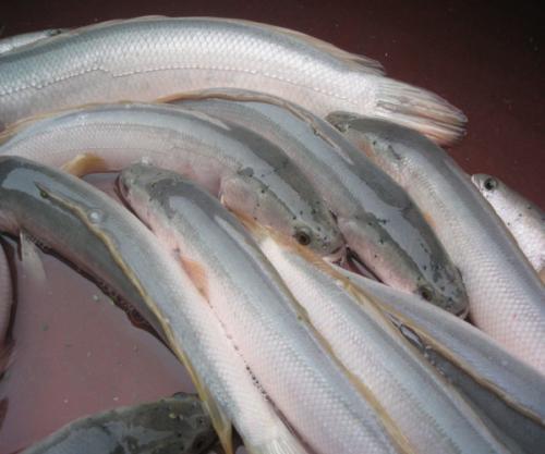 白乌鱼（白乌鱼苗），白乌鱼汤的做法（特色水产白乌鱼生长特性养殖效益和关键养殖技术）