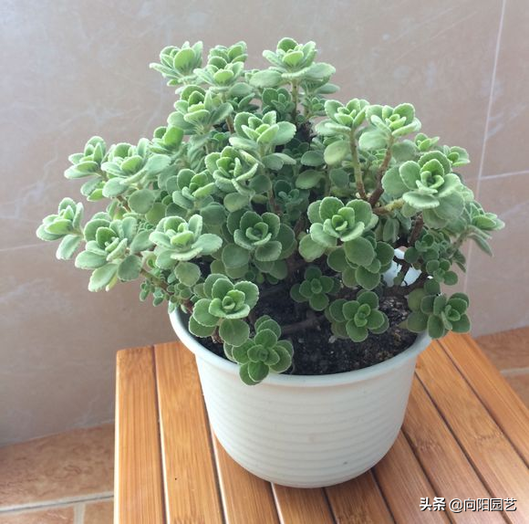 碰碰香怎么扦插，碰碰香的繁殖方法（15天长成“绿皮球”）