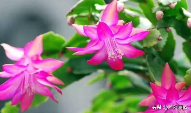 蟹爪兰的养护方法，蟹爪兰的日常养护方法（蟹爪兰养护要点）