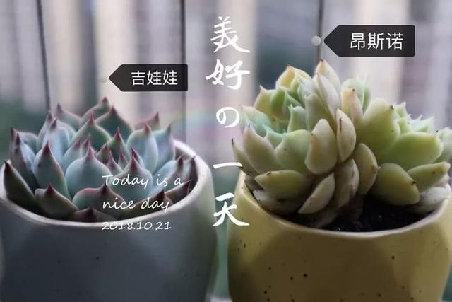 丸叶松绿怎么养，丸叶松绿的叶子可用来繁殖吗（养多肉，记名字，预防老年痴呆）