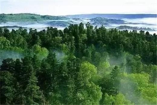 天然林、半天然林、人工林的划分和区别，天然林,半天然林,人工林的划分和区别是什么（“森林起源”“人工林”“天然林”“原始森林”“次生林”）