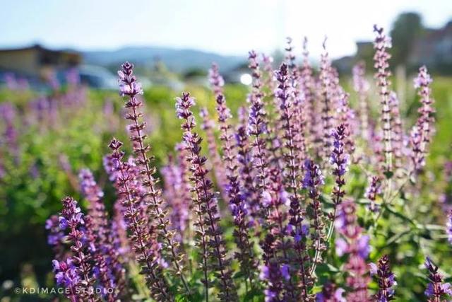 移民保加利亚，真实的保加利亚移民生活