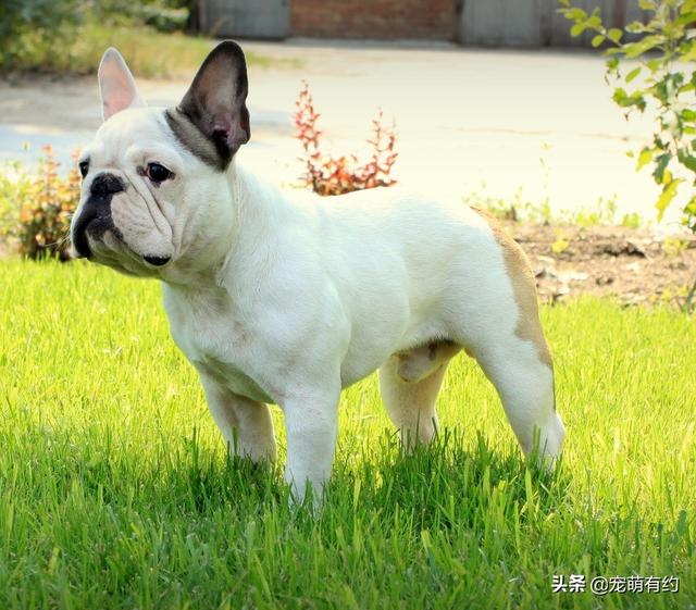 英斗和法斗的区别,英斗犬和法斗犬的区别(英斗犬)