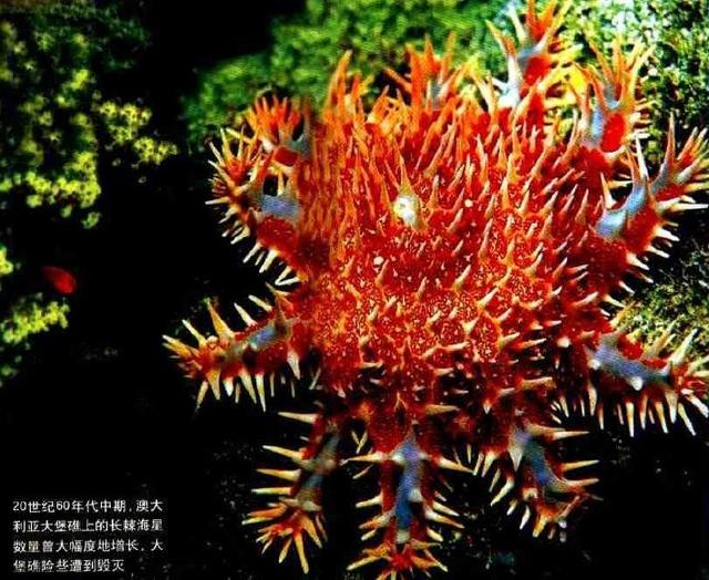 唐冠螺（帝王唐冠螺，四大名螺之唐冠螺（天然唐冠螺贵吗）