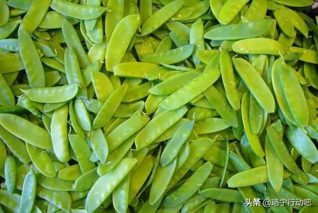 青豆热量高为什么减肥还能吃，减肥吃它比吃肉好