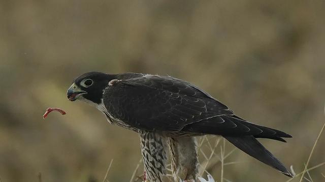 隼是什么鸟，生物演化史上的速度巅峰（隼是什么鸟吃什么食物）