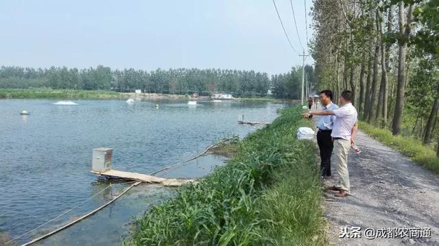 黑鱼养殖需要注意哪些要点，常见疾病该如何防治（黑鱼养殖的5大要点）