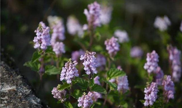 春天古诗25首简单的，关于春天的25首简单古诗有哪些（在诗韵中遇见最美的春天）