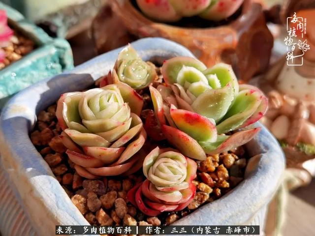 雪候鸟是什么意思，雪候鸟歌词表达什么意思（多肉于我从来不是锦上添花）