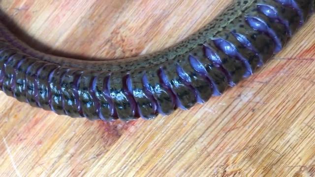 红烧黄鳝的做法，红烧黄鳝最简单做法（红烧黄鳝的正确做法）