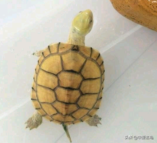乌龟一般吃什么，家养的小乌龟一般吃什么（最全面的新手养龟攻略）