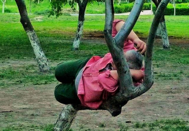 荷兰的国花是什么花，荷兰的国花是什么（荷兰的国花是什么花,也被称为什么）