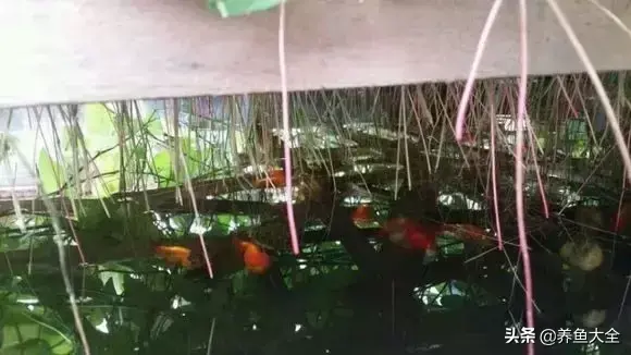 金鱼缸价格，金鱼缸价格及图片（打造一个室内迷你生态园）