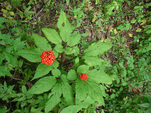 怎样区分山参，怎样区分山参和洋参（为什么野生人参远超黄金）