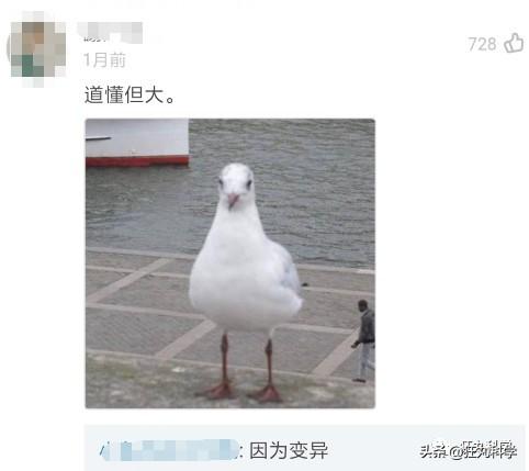 鸽子为什么这么大，鸽子为什么那么大是什么梗（鸽子为什么可以和人一样大）