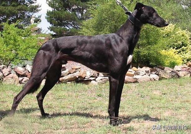 灵提犬（灵缇犬图片，是全世界公认奔跑速度最快的猎犬（灵缇犬的图片）