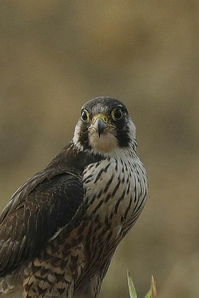隼是什么鸟，生物演化史上的速度巅峰（隼是什么鸟吃什么食物）