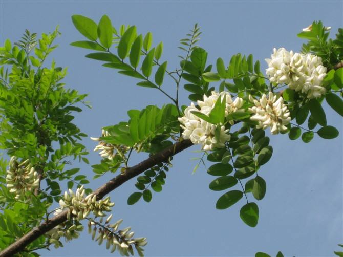 梦见摘洋槐花什么意思,35年未见洋槐花-解梦-荣耀易学