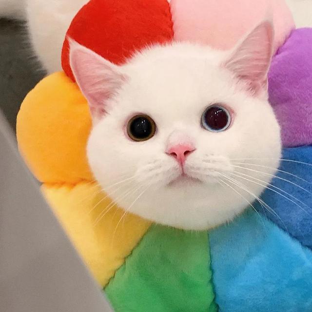 用猫做头像的男生，猫咪（可爱猫的微信头像）