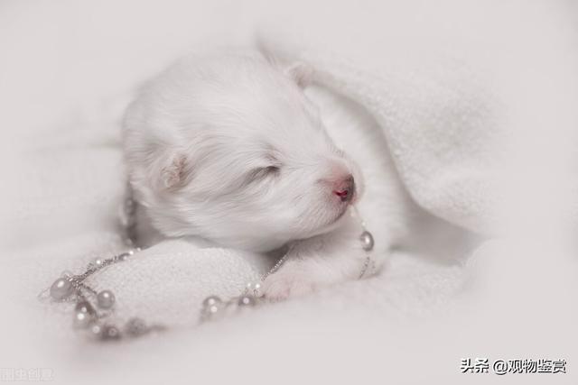 女生叫男生修勾是什么意思，修勾勾是啥（修勾是什么狗）