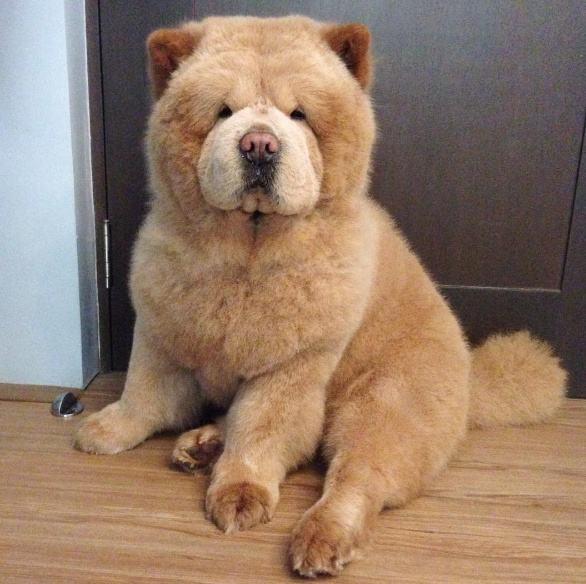 宠物狗品种图片大全，宠物狗的品种（常见宠物狗大全：品种）