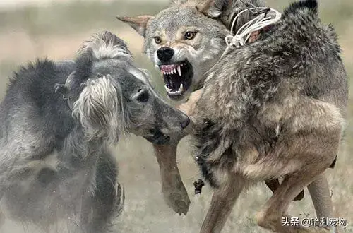 哈士奇和狼的区别有哪些，狼与哈士奇的区别（哈士奇与狼的区别）