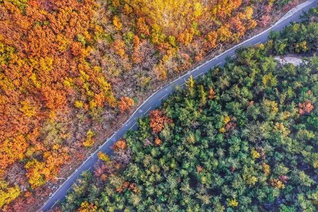 满山红叶似彩霞，阿宝歌曲大全（山东最全赏红叶地图来了）