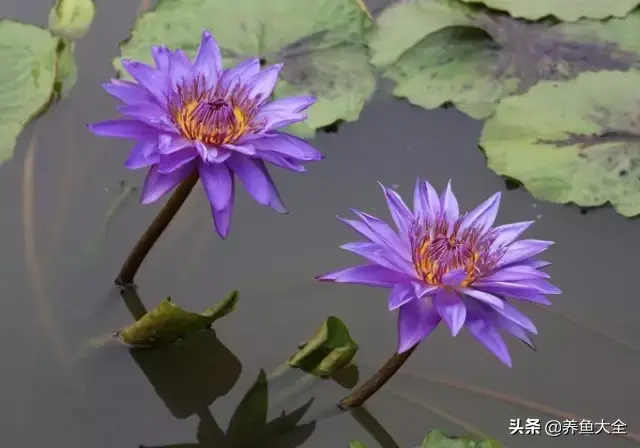 莲花的别称有哪些，莲花的别称有哪些拼音（ 太齐全太珍贵了）