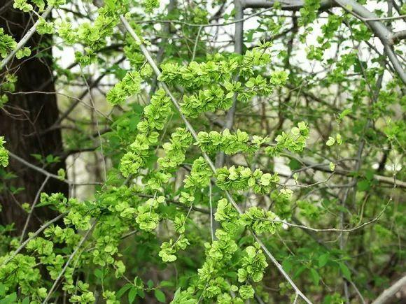 做清明果的草叫什么草，做清明果的那种草叫什么（春天不可错过的4种野菜）