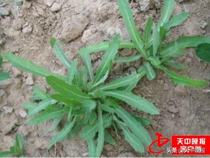 刺儿茶的功效与作用，刺儿茶的功效与作用及副作用（春天的馈赠 常见野菜大全）