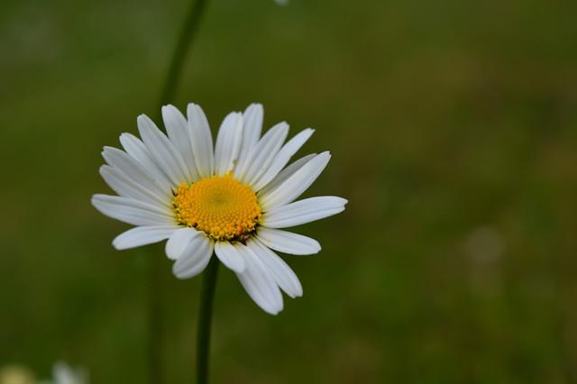 洋甘菊的花语和寓意，洋甘菊的花语和寓意是什么（堪称“苦难中的力量”）