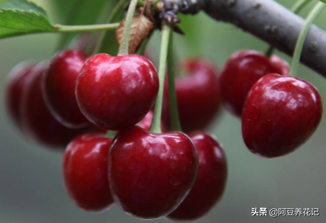 樱桃树的修剪方法，樱桃树栽培技术常用修剪方法（不是随意剪掉任何1个枝条）