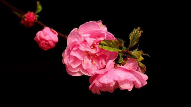 能陪伴狮子座一生的三大星座，最容易爱上狮子座的三大星座（狮子座与这三大星座相伴）