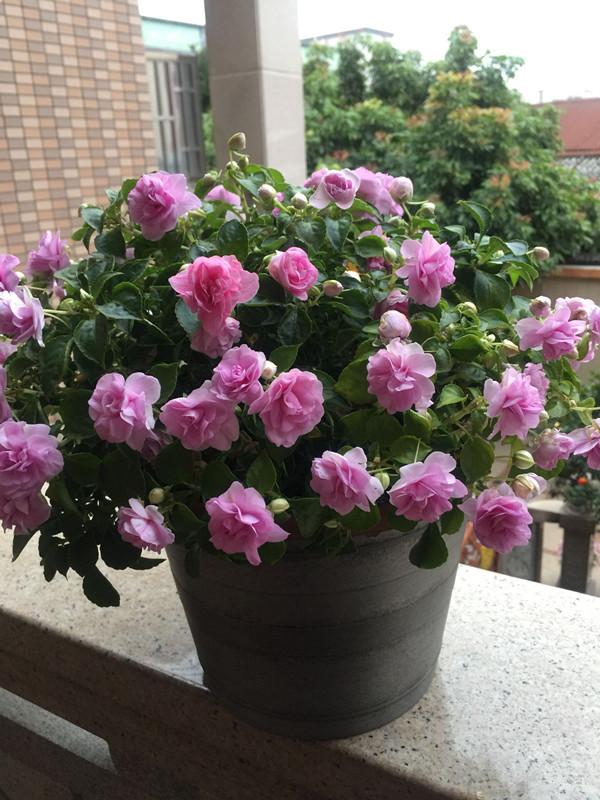 家中养什么花好，室内适合养什么花（9种洋气花）