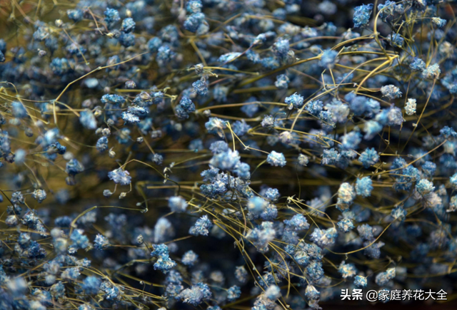 鲜花保鲜的方法，鲜花怎么保鲜（鲜花保存有技巧）