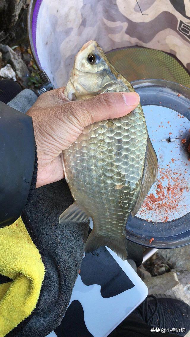 钓鱼搞笑顺口溜，钓鱼顺口溜大全（抖音钓鱼口诀怎么说的、关于钓鱼的最热门顺口溜。）